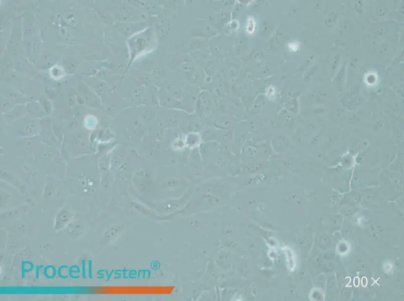 RWPE-1 Cell Complete Medium - small - 4