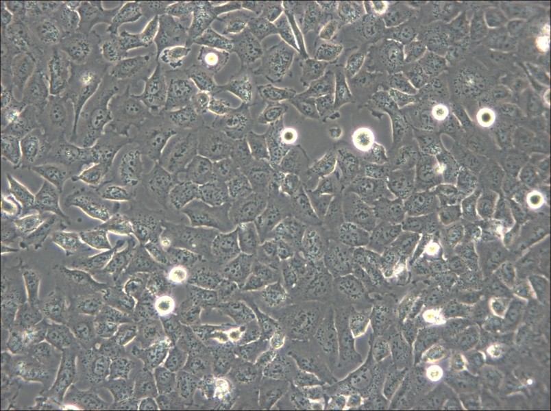 BPH-1 Cell Complete Medium - 5