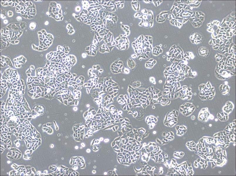 HCC1833 Cell Complete Medium-searchlist-1