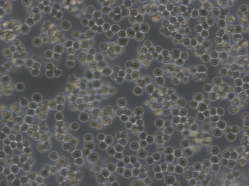 A20 Cell Complete Medium - small - 6