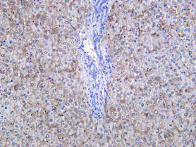 Recombinant CITED2 Monoclonal Antibody - 1
