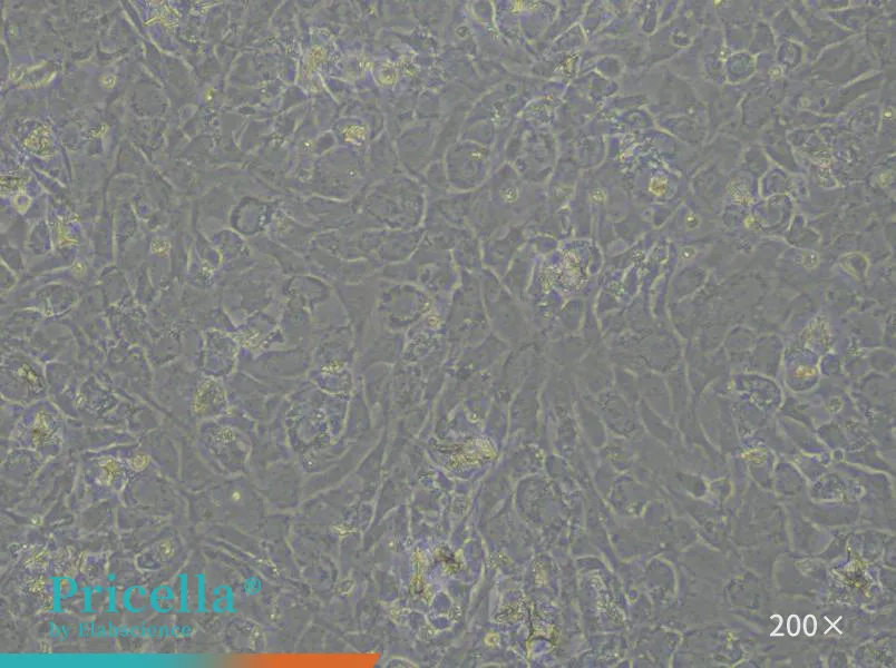 Rat Temporomandibular Joint Chondrocytes Isolation and Culture Kit - small - 3