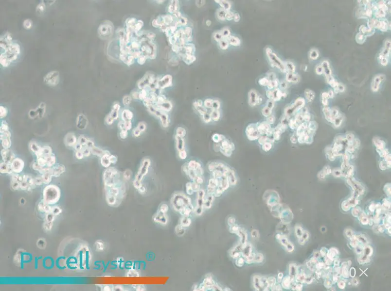 NCI-H82 [H82] Cell Complete Medium - small - 5