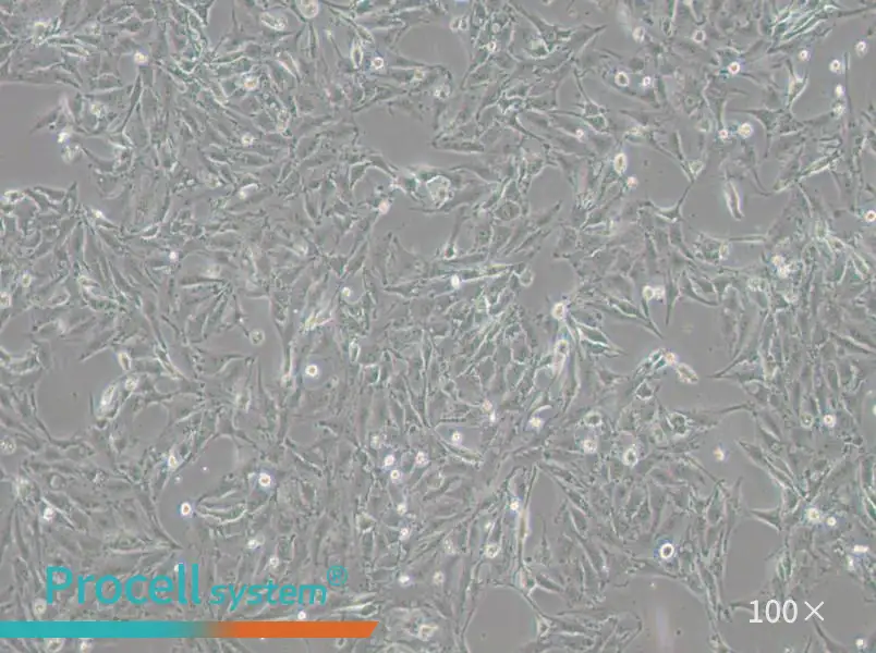 IBRS-2 [IB-RS-2] Cell Complete Medium - 1