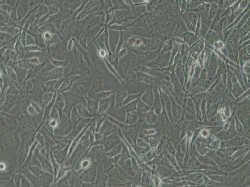 MO3.13 Cell Complete Medium - 6