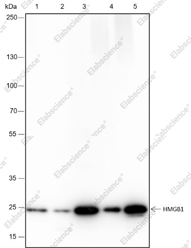 Recombinant HMGB1 Monoclonal Antibody - 1