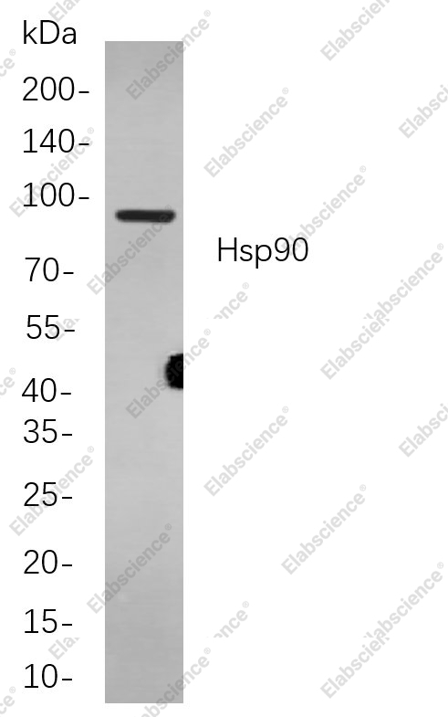 Recombinant Hsp90 Monoclonal Antibody - 1