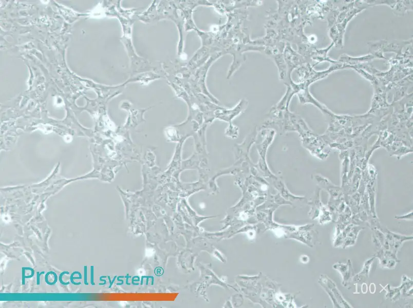 HLE-B3 Cell Complete MediumHLE-B3 Cell Complete Medium - 3