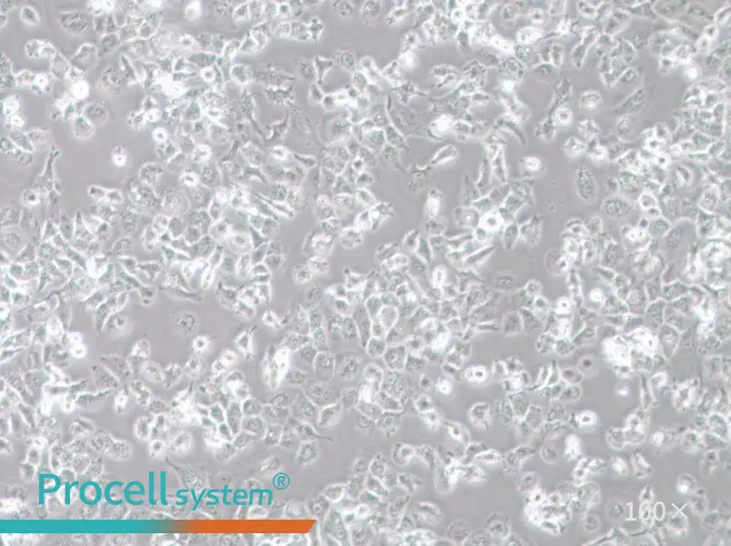 NCI-H23 Cell Complete Medium - 1