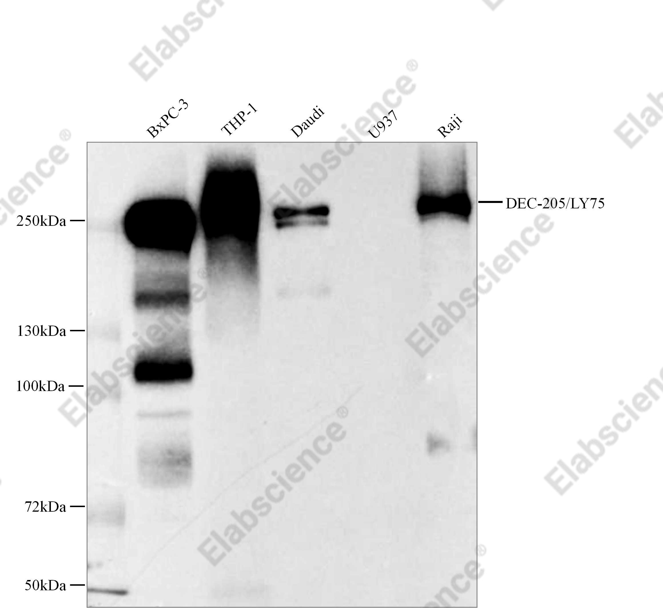 Recombinant DEC-205/LY75 Monoclonal Antibody - 1