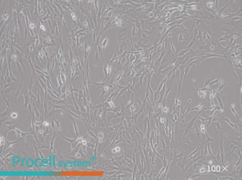HBZY-1 Cell Complete MediumHBZY-1 Cell Complete Medium - 3