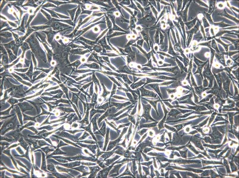 WM-266-4 Cell Complete Medium - small - 4