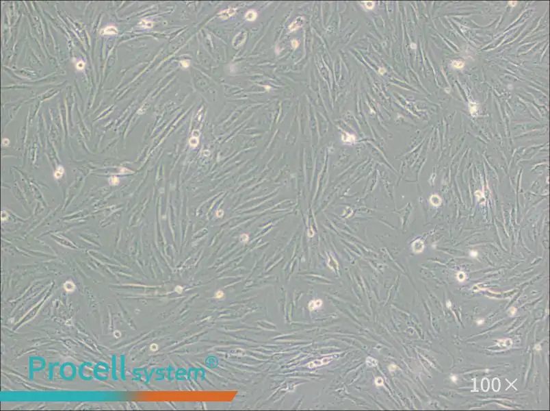 SF126 Cell Complete MediumSF126 Cell Complete Medium - 3