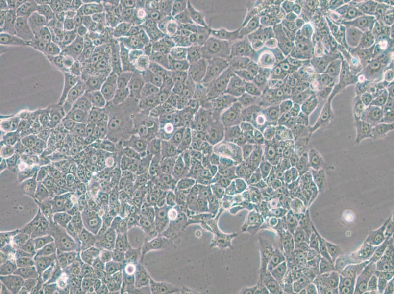 BFTC-905 Cell Complete Medium - 5