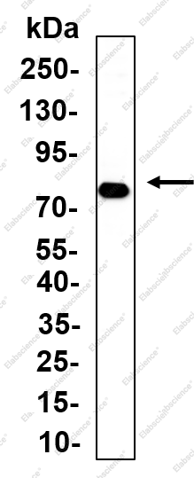 Recombinant SCARB1 Monoclonal Antibody - 1