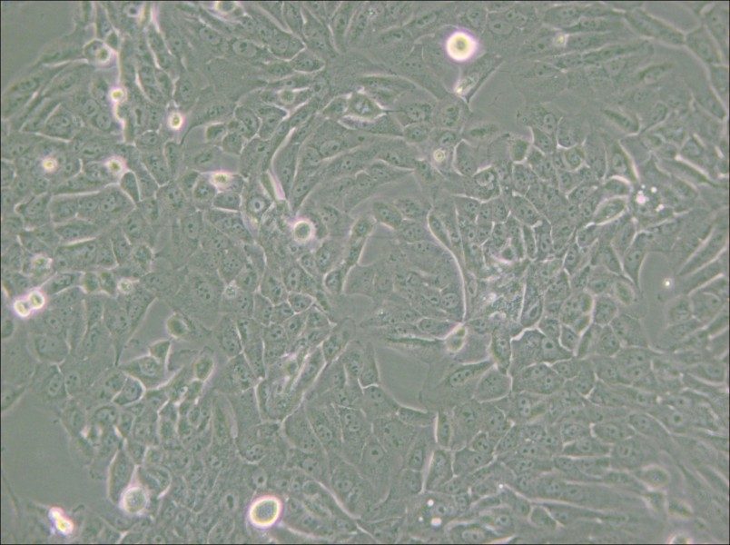 MCF 10A Cell Complete Medium - small - 6