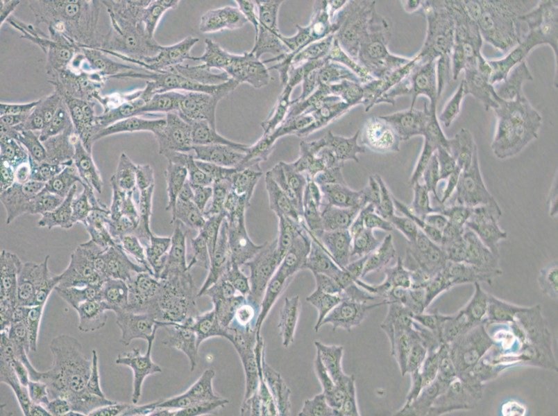 BALB/3T3 clone A31 Cell Complete Medium - small - 4