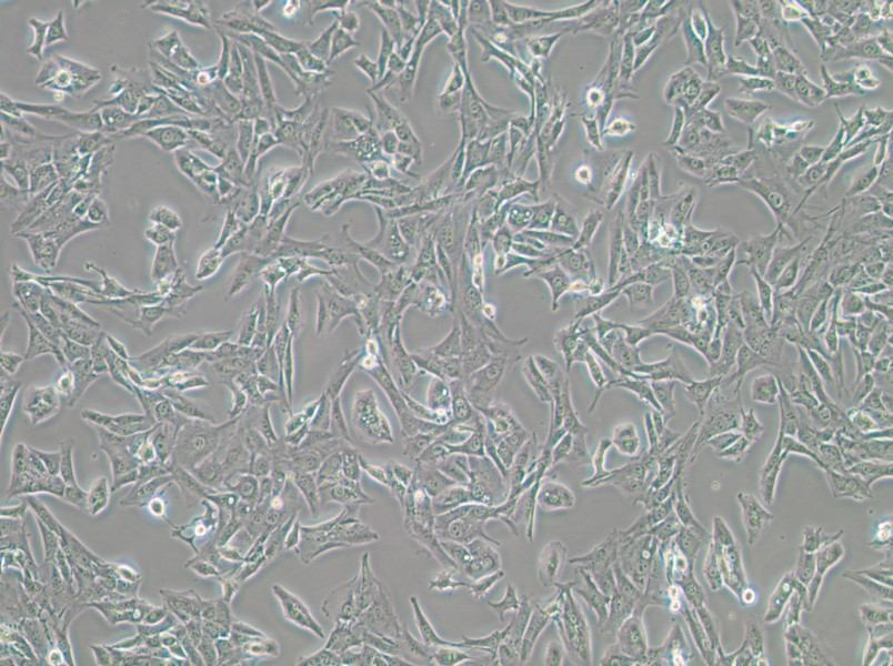 BALB/3T3 clone A31 Cell Complete Medium-searchlist-1