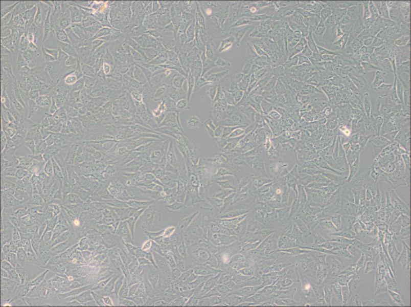TCCSUP Cell Complete Medium - 2