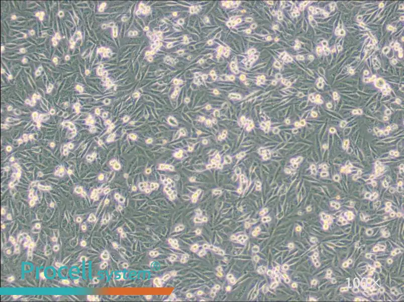 MDA-MB-231-GFP Cell Complete Medium - 4
