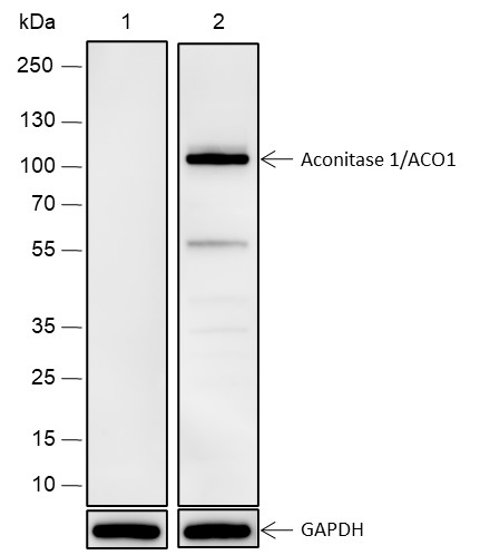 Recombinant Aconitase 1/ACO1 Monoclonal Antibody - 2