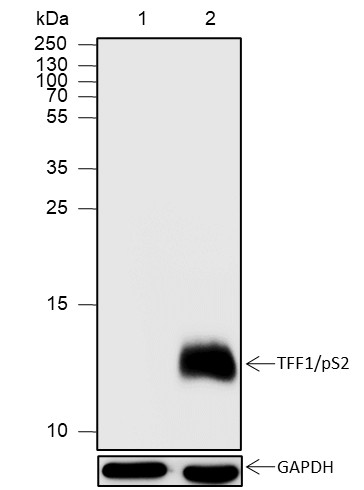 Recombinant TFF1/pS2 Monoclonal Antibody-searchlist-1