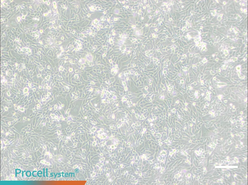 CHO/dhFr- [CHO-DXB11] Cell Complete MediumCHO/dhFr- [CHO-DXB11] Cell Complete Medium - 2