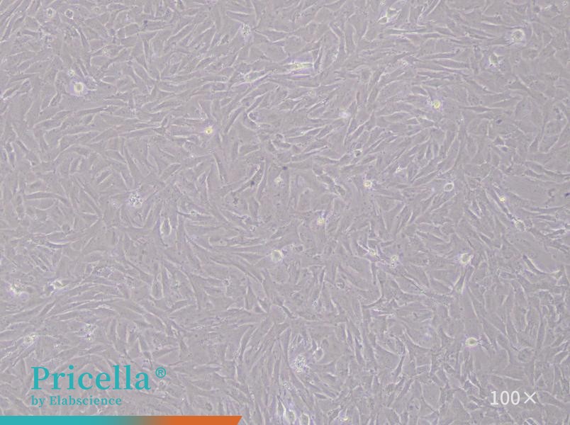 Rat Pulmonary Great Artery Endothelial Cells Isolation and Culture Kit - small - 2
