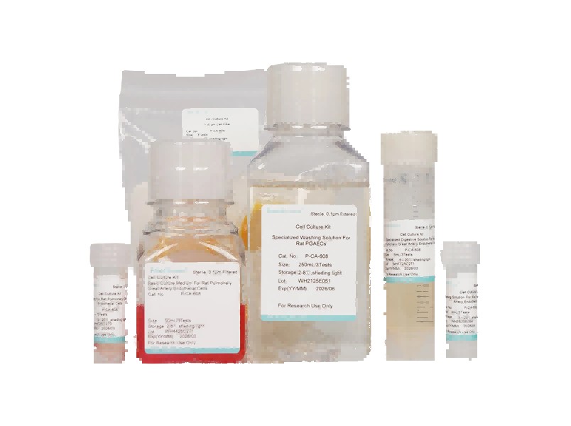 Rat Pulmonary Great Artery Endothelial Cell Isolation and Culture Kit