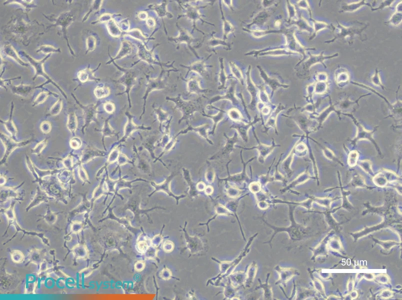 C8-B4 Cell Complete MediumC8-B4 Cell Complete Medium - 6