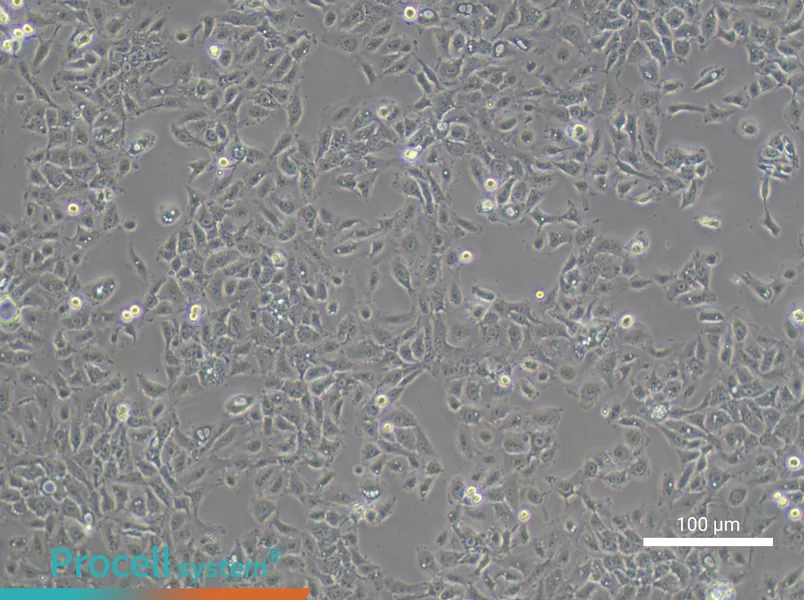 NCI-H292NCI-H292 - 2