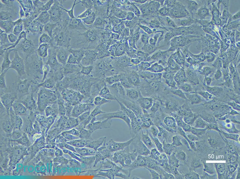 Mouse Corpus Cavernosum Smooth Muscle Cell Complete Medium - 5