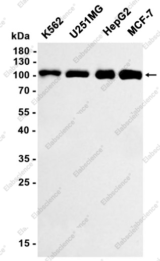 Recombinant DNA Ligase IV Monoclonal Antibody - 1