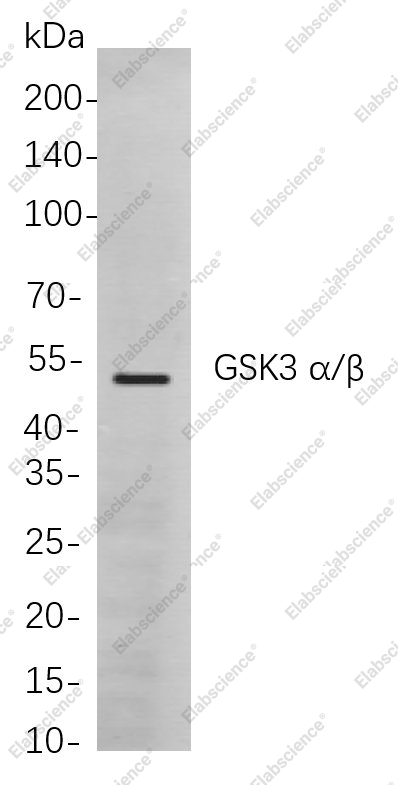 Recombinant GSK3 α/β Monoclonal Antibody - 1