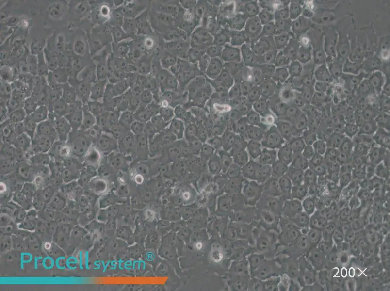 SACC-83 Cell Complete Medium - small - 6