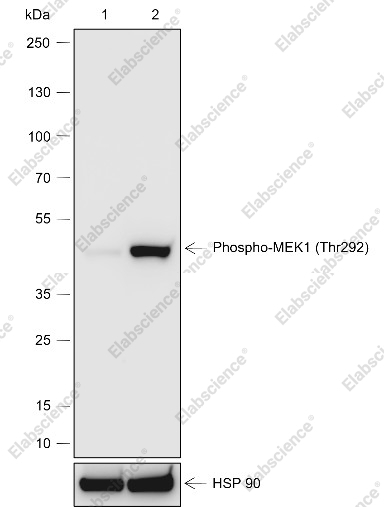 Recombinant Phospho-MEK1 (Thr292) Monoclonal Antibody - 1