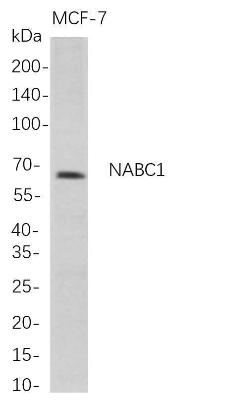 Recombinant NABC1 Monoclonal Antibody-searchlist-1