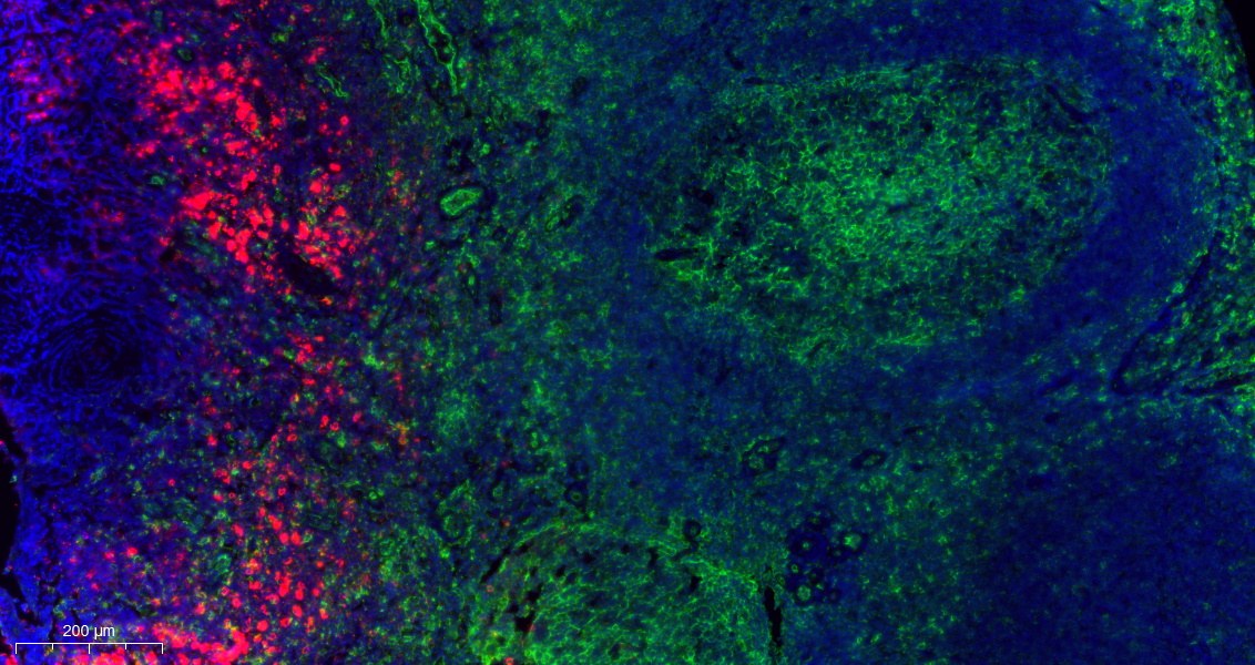 Recombinant CD14 Monoclonal Antibody - small - 4