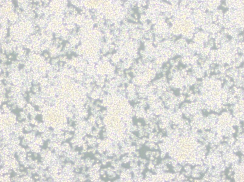 EL-4-B5 Cell Complete MediumEL-4-B5 Cell Complete Medium - 3