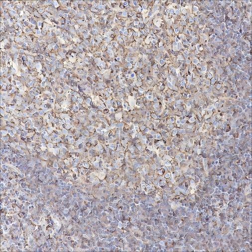 Recombinant CCR6 Monoclonal Antibody - 2