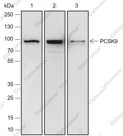 Recombinant PCSK9 Monoclonal Antibody - 2