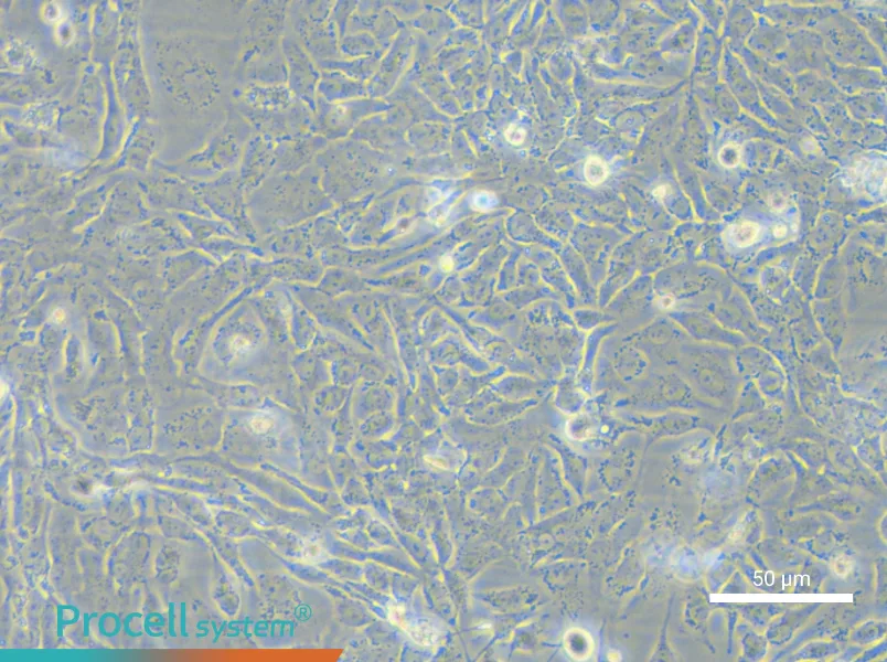 NCI-H2009 Cell Complete Medium - small - 5