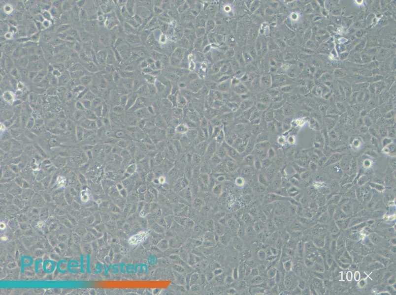 HK-2 Cell Complete Medium - 3