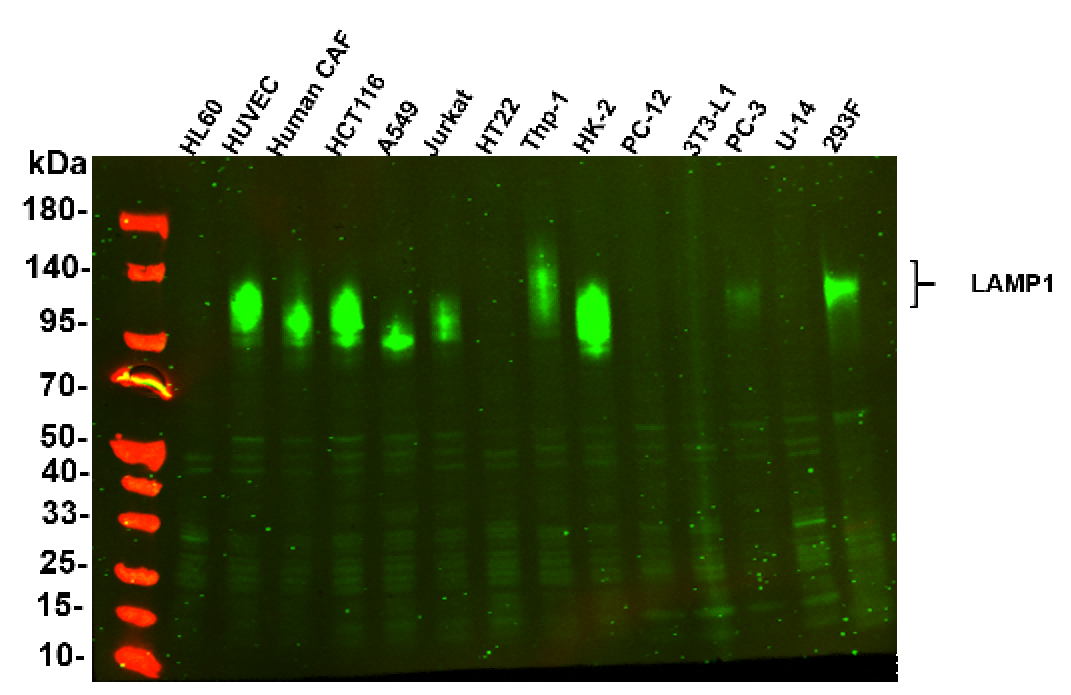 Recombinant LAMP1/CD107a Monoclonal Antibody - 2