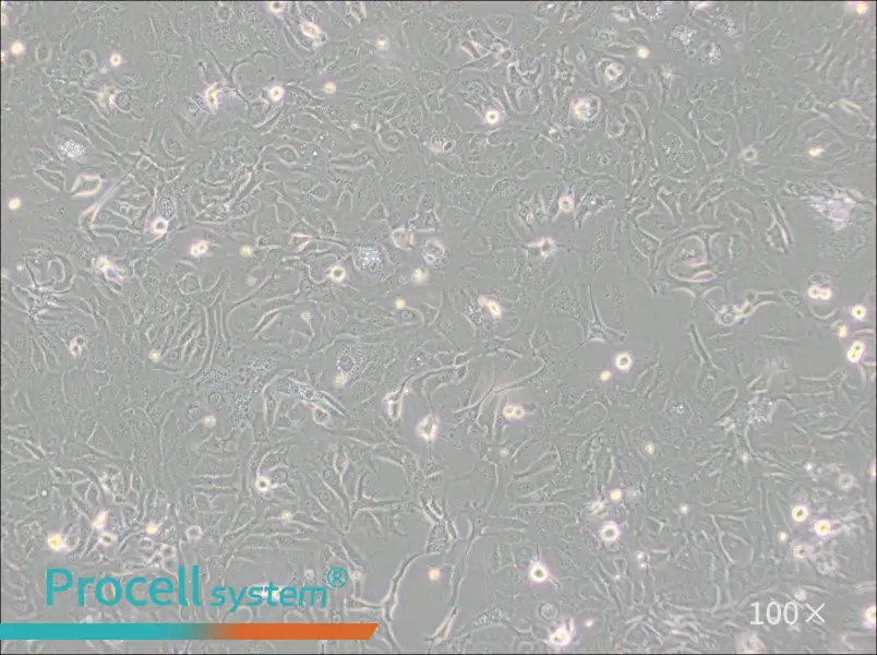 NCI-H1568 [H1568] Cell Complete MediumNCI-H1568 [H1568] Cell Complete Medium - 3