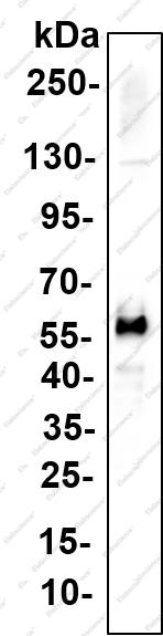 Recombinant CD155 Monoclonal Antibody - 3