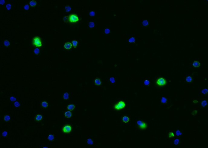 Recombinant CEACAM1/CD66a Monoclonal Antibody-searchlist-1