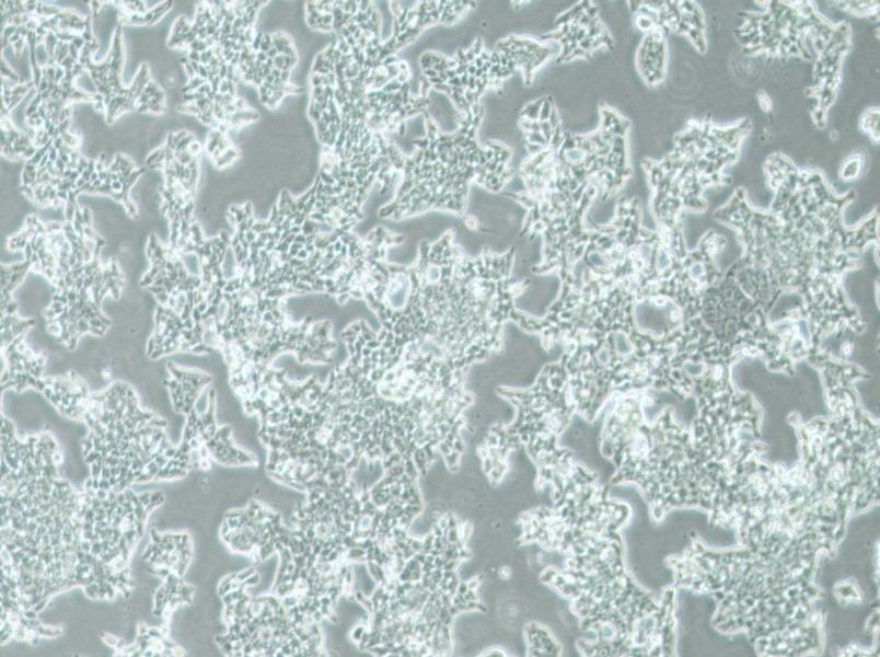 SW620 (DMEM) Cell Complete Medium - 2