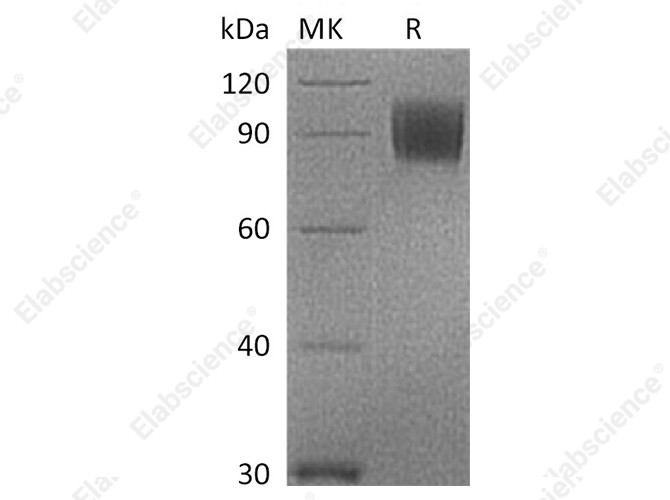 Recombinant Cynomolgus B7-2/CD86 Protein (Fc Tag) - 1