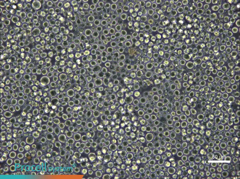 W6/32 Cell Complete Medium - 5